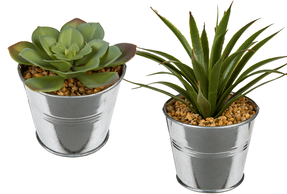 Two Succulentsin Metal Pots PNG image