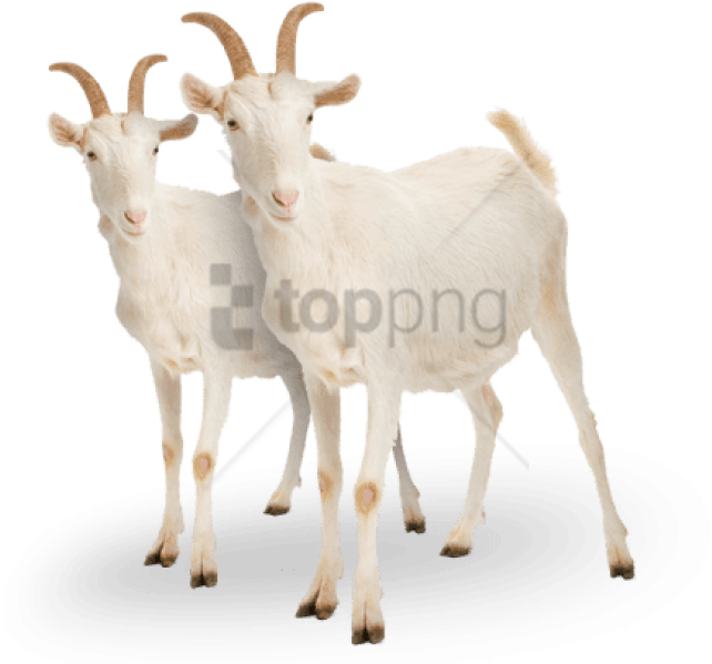 Two White Goats Standing PNG image