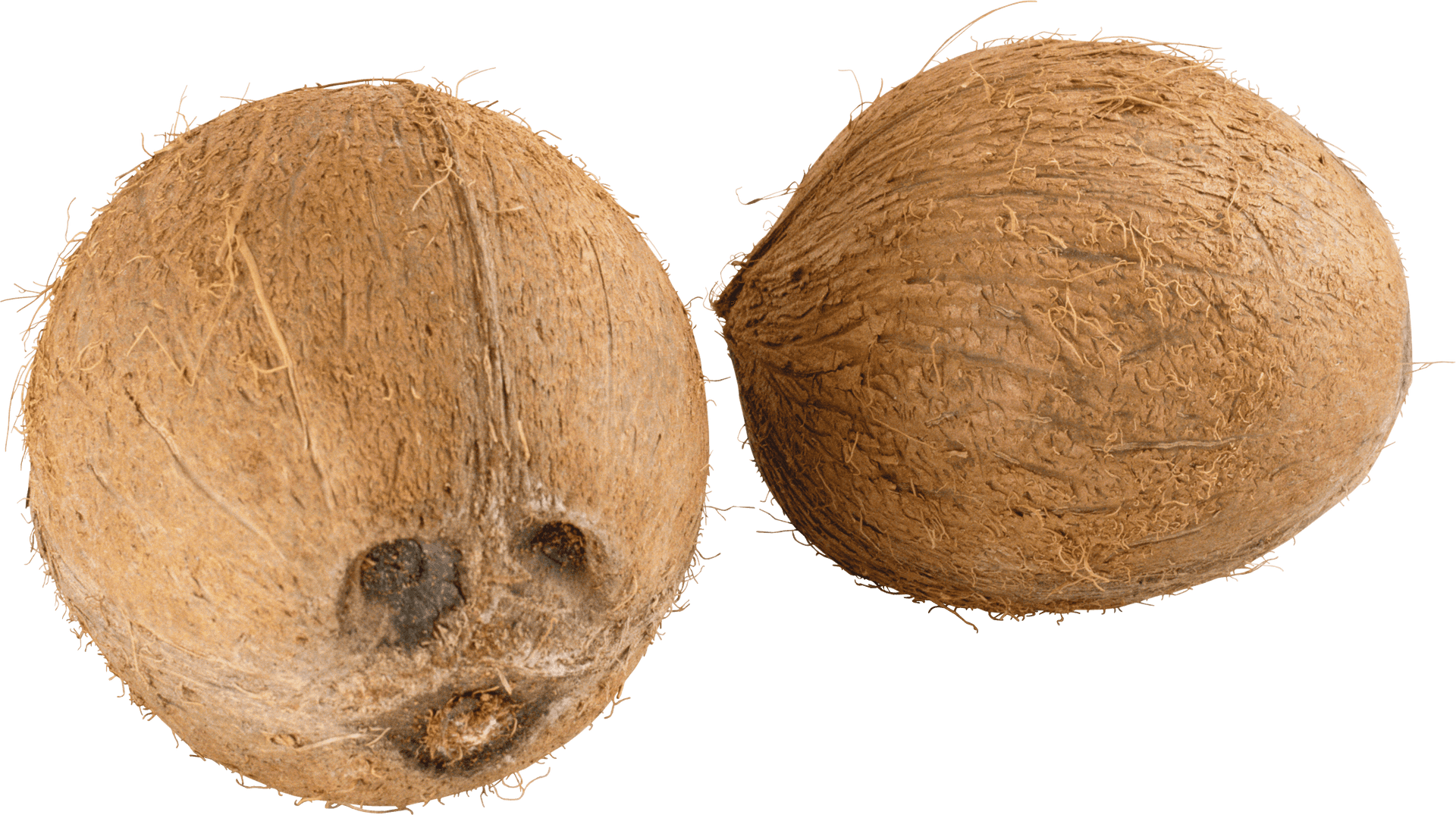 Two Whole Coconuts Transparent Background PNG image