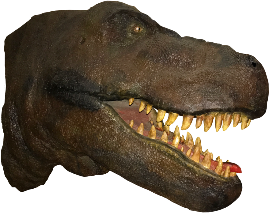 Tyrannosaurus Rex Head Model PNG image