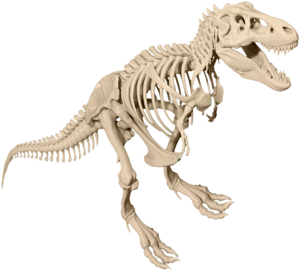 Tyrannosaurus Rex Skeleton Display PNG image