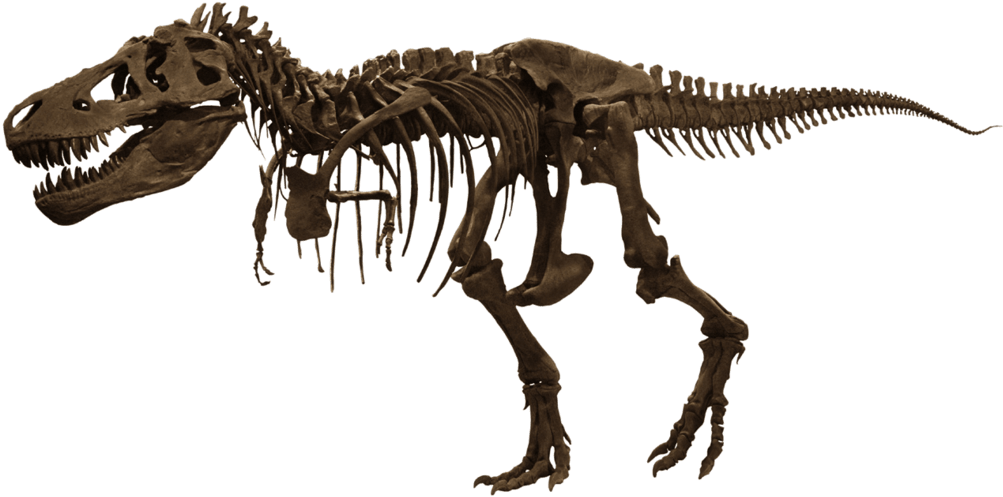 Tyrannosaurus Rex Skeleton Exhibit PNG image