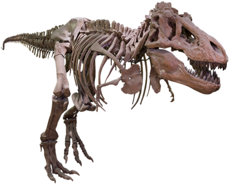 Tyrannosaurus Rex Skeleton Profile PNG image