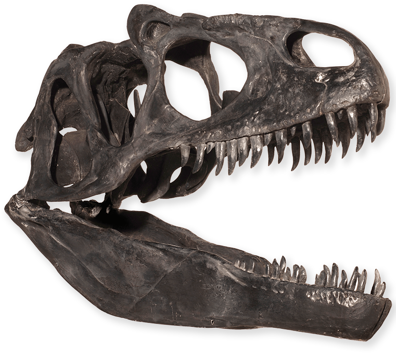 Tyrannosaurus Rex Skull Fossil PNG image