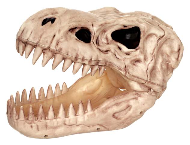 Tyrannosaurus Rex Skull Replica PNG image