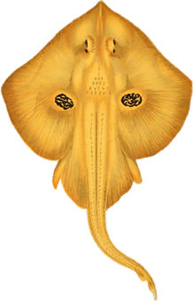 Undersideof Yellow Skate Fish PNG image