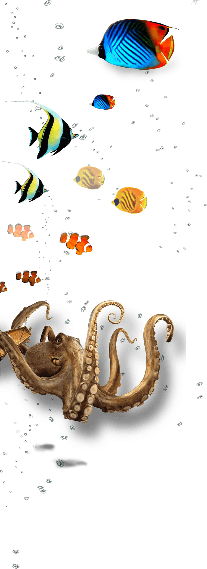 Underwater Marine Life Collage PNG image