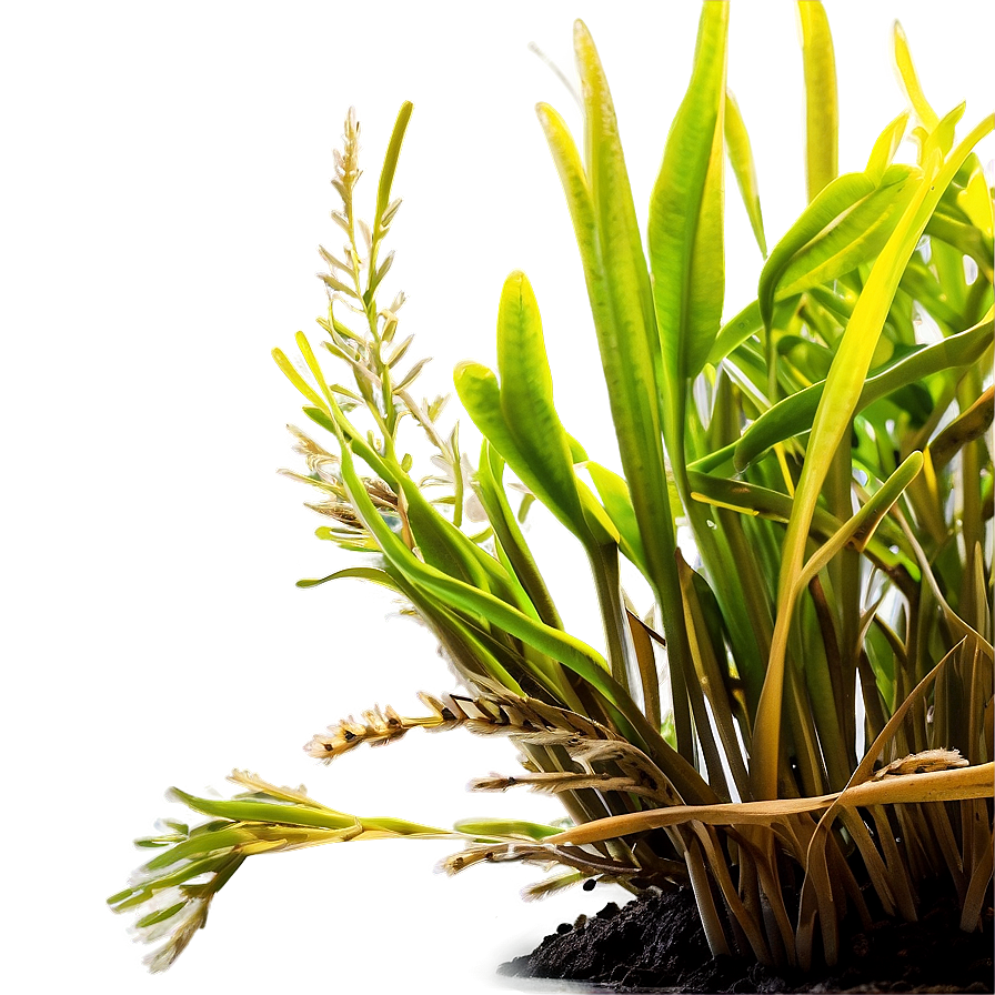 Underwater Seagrass Png 06292024 PNG image