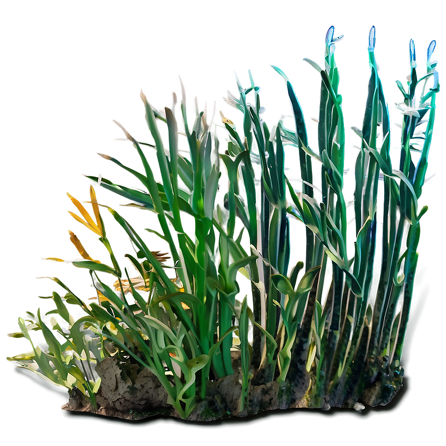 Underwater Seagrass Png 06292024 PNG image