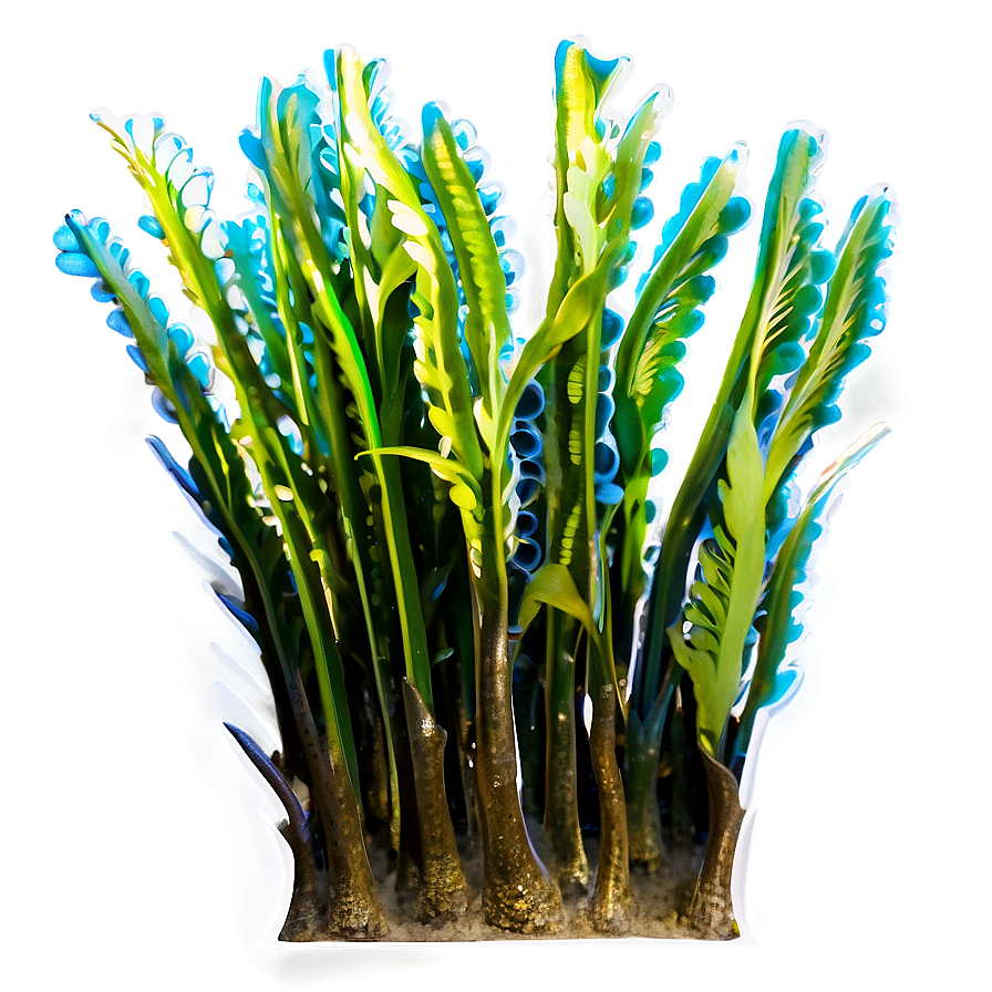 Underwater Seagrass Png Qnf PNG image