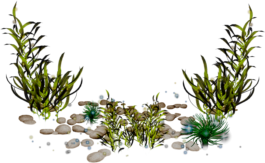 Underwater Seaweed Scene PNG image