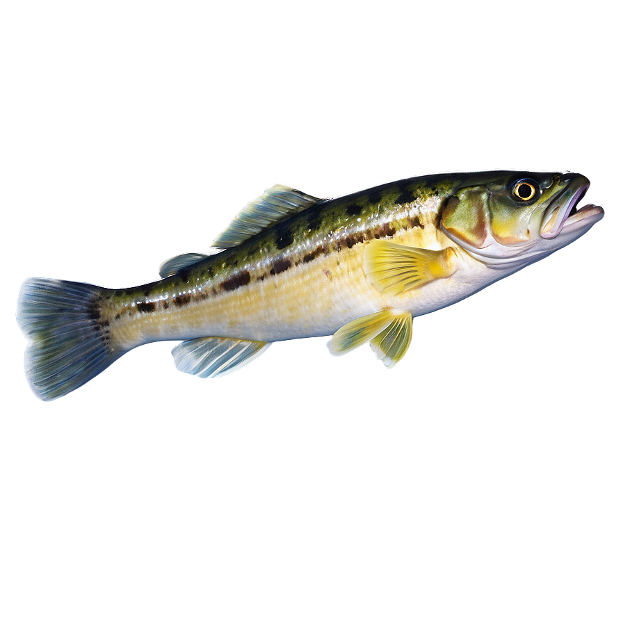 Underwater Walleye Png 68 PNG image