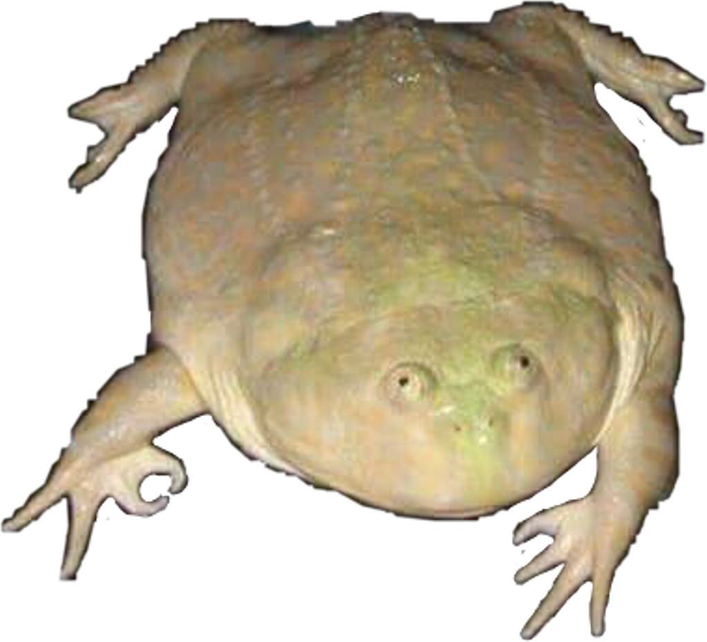 Unusual Frog Perspective PNG image