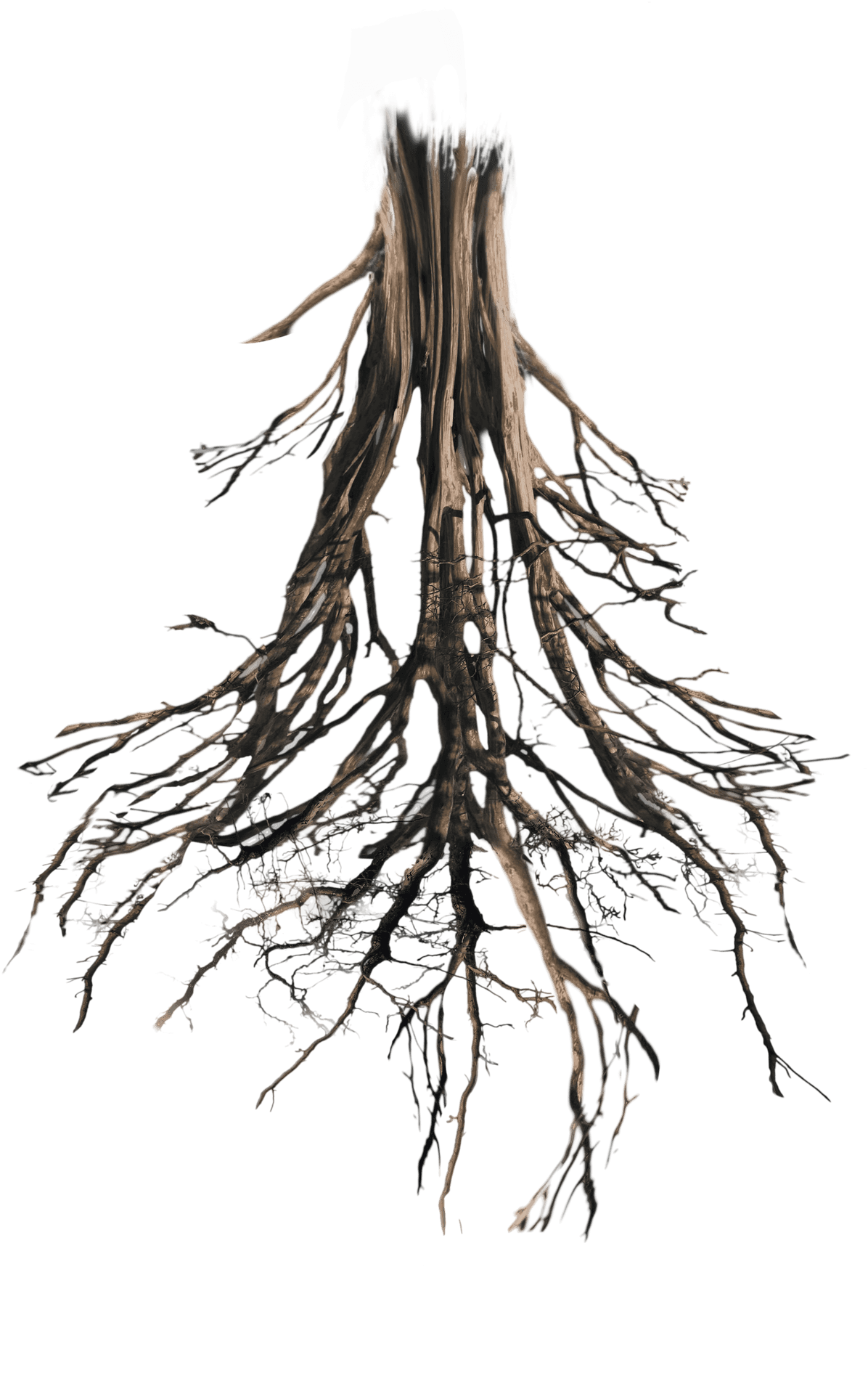 Uprooted Tree Trunkwith Roots PNG image