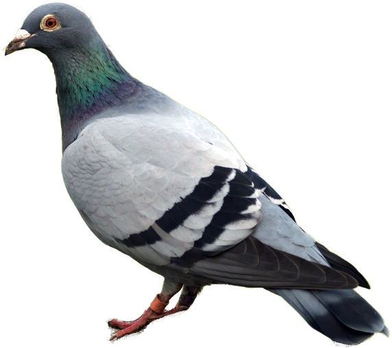 Urban Pigeon Profile View PNG image