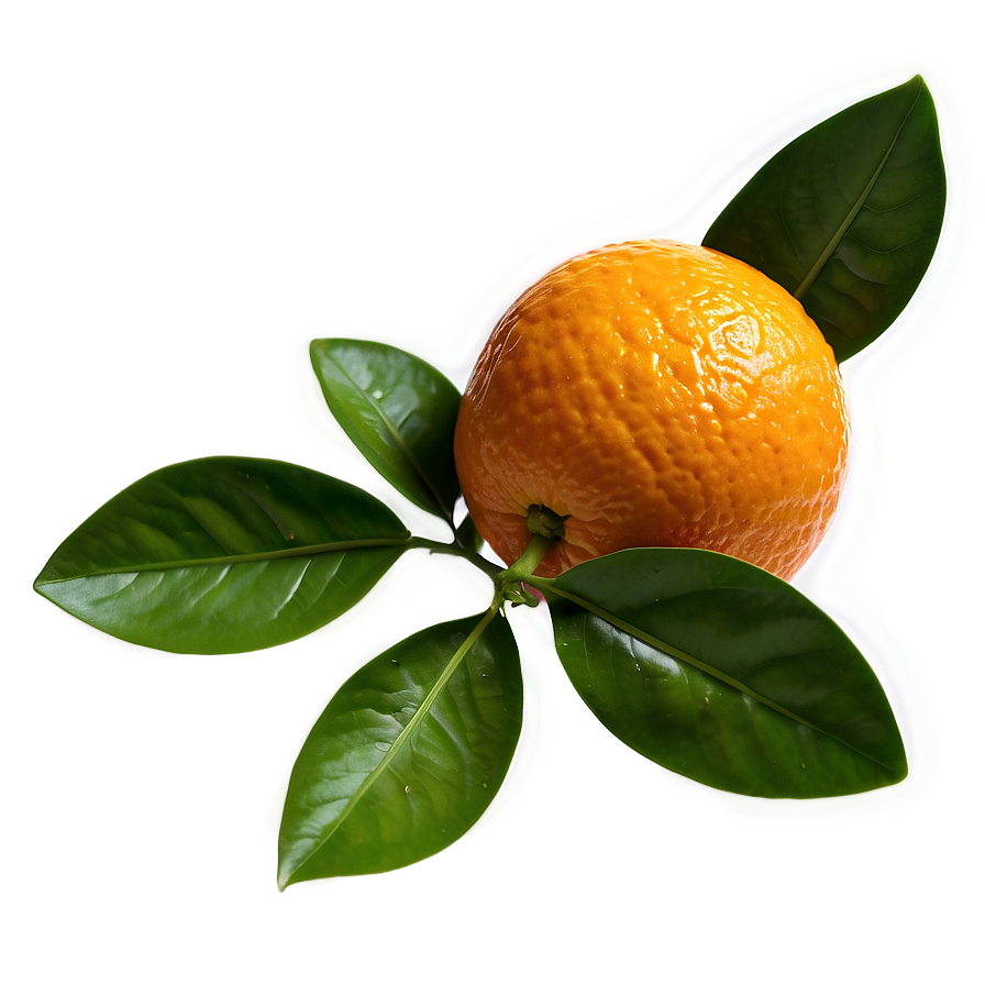 Valencia Oranges Png Prg19 PNG image