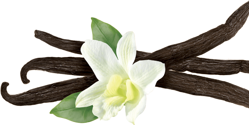 Vanilla Beansand Flower PNG image