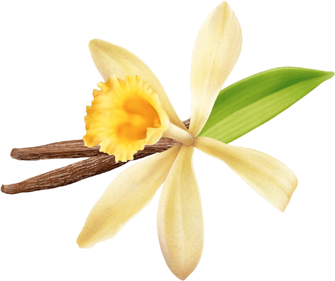 Vanilla Flowerand Beans PNG image