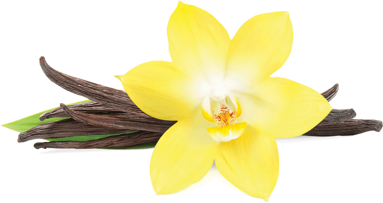 Vanilla Orchidand Pods PNG image