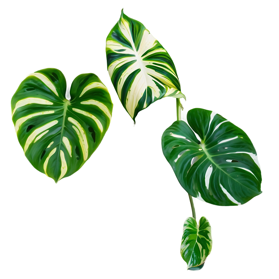 Variegated Pothos Varieties Png 06272024 PNG image