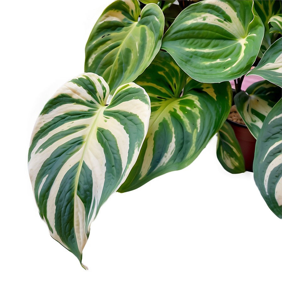 Variegated Pothos Varieties Png Wbk65 PNG image