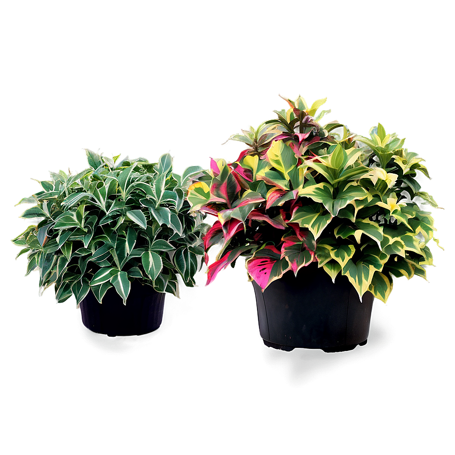 Variegated Shrubs Png 92 PNG image