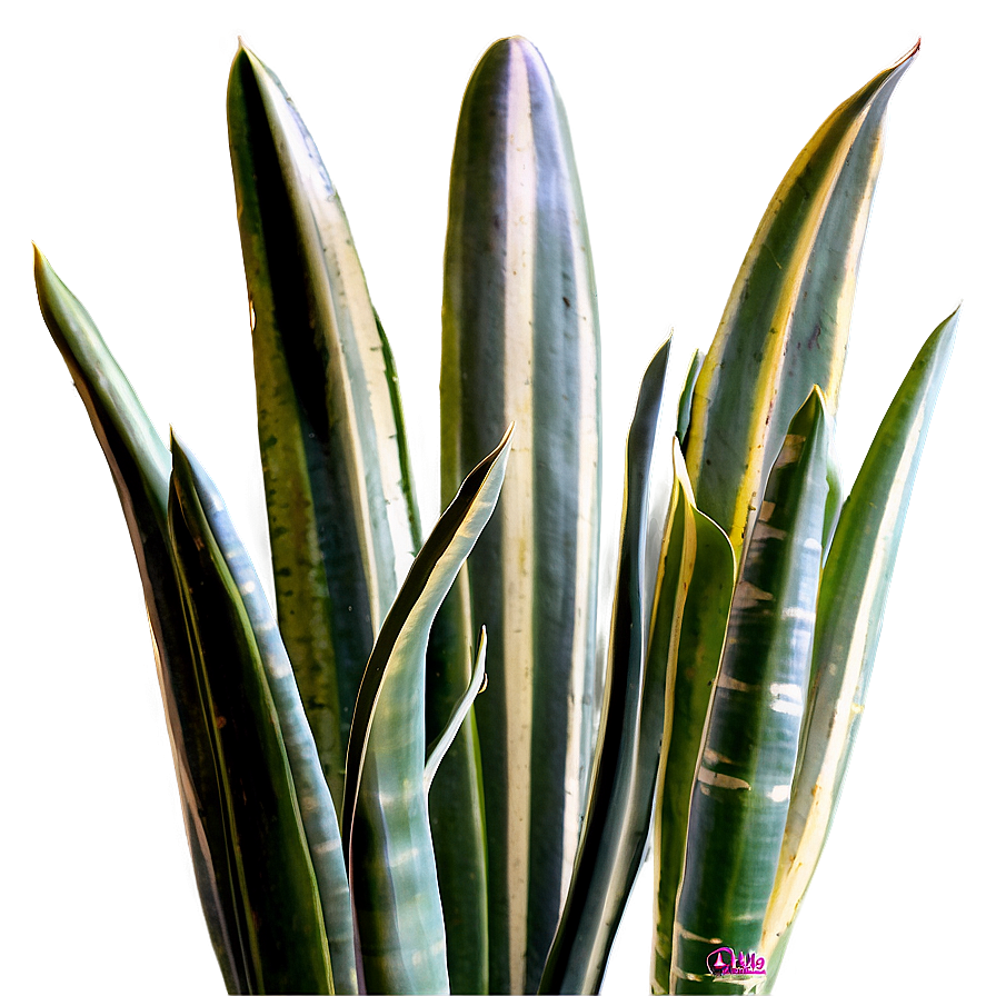 Variegated Snake Plant Png Idq99 PNG image