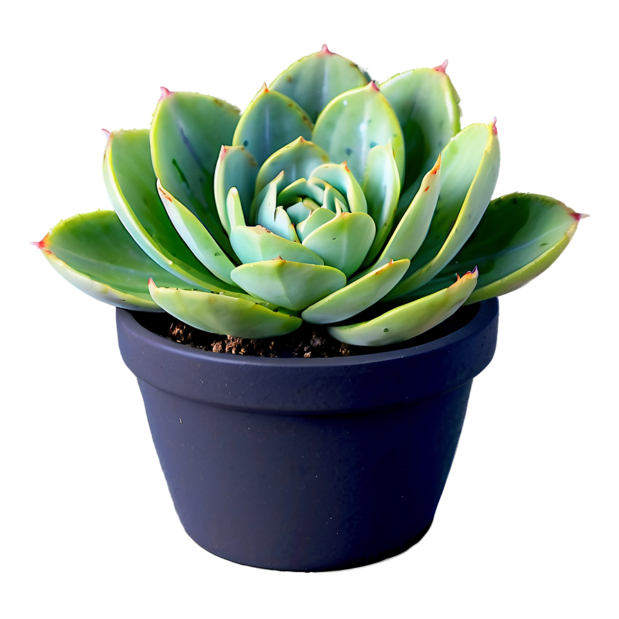 Variegated Succulent Png 20 PNG image