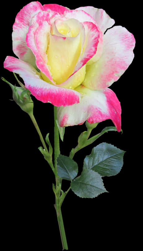 Variegated Yellow Pink Rose PNG image