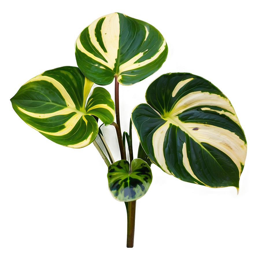 Variegation Preservation In Pothos Png Jbb PNG image