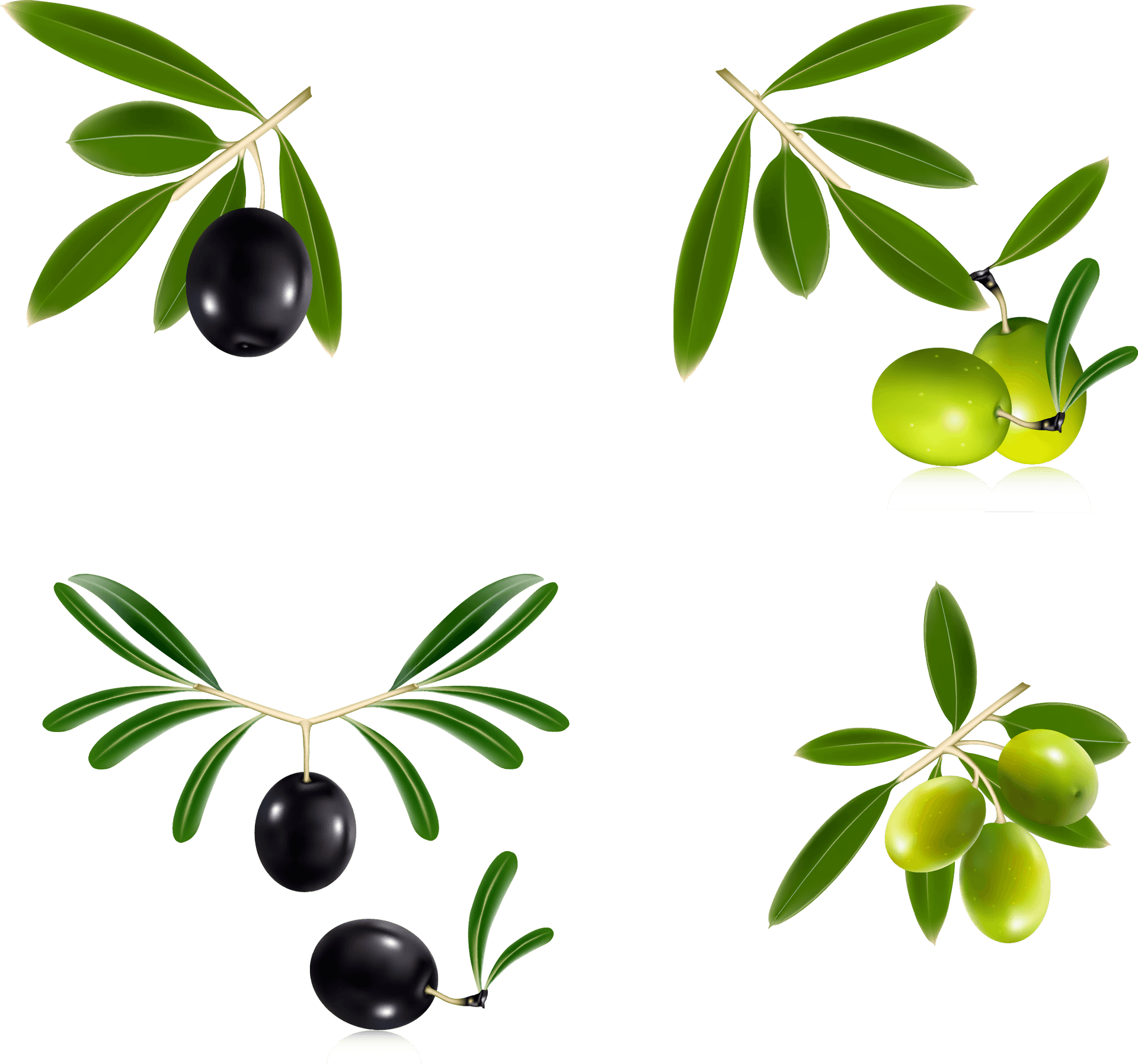 Varietiesof Olives Illustration PNG image