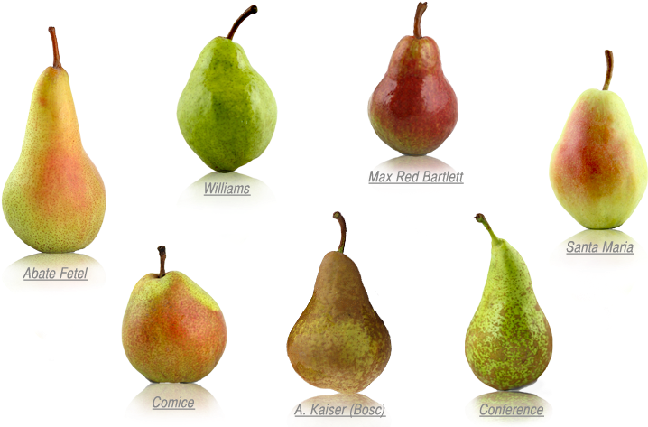 Varietiesof Pears Illustration PNG image