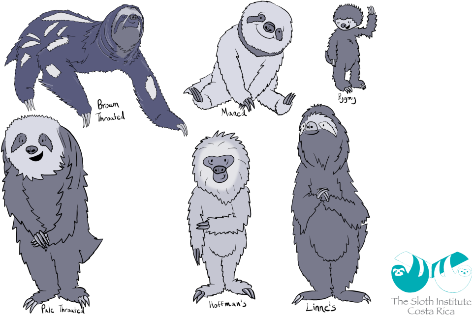 Varietiesof Sloths Illustration PNG image