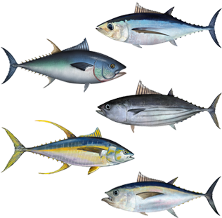 Varietiesof Tuna Illustration PNG image