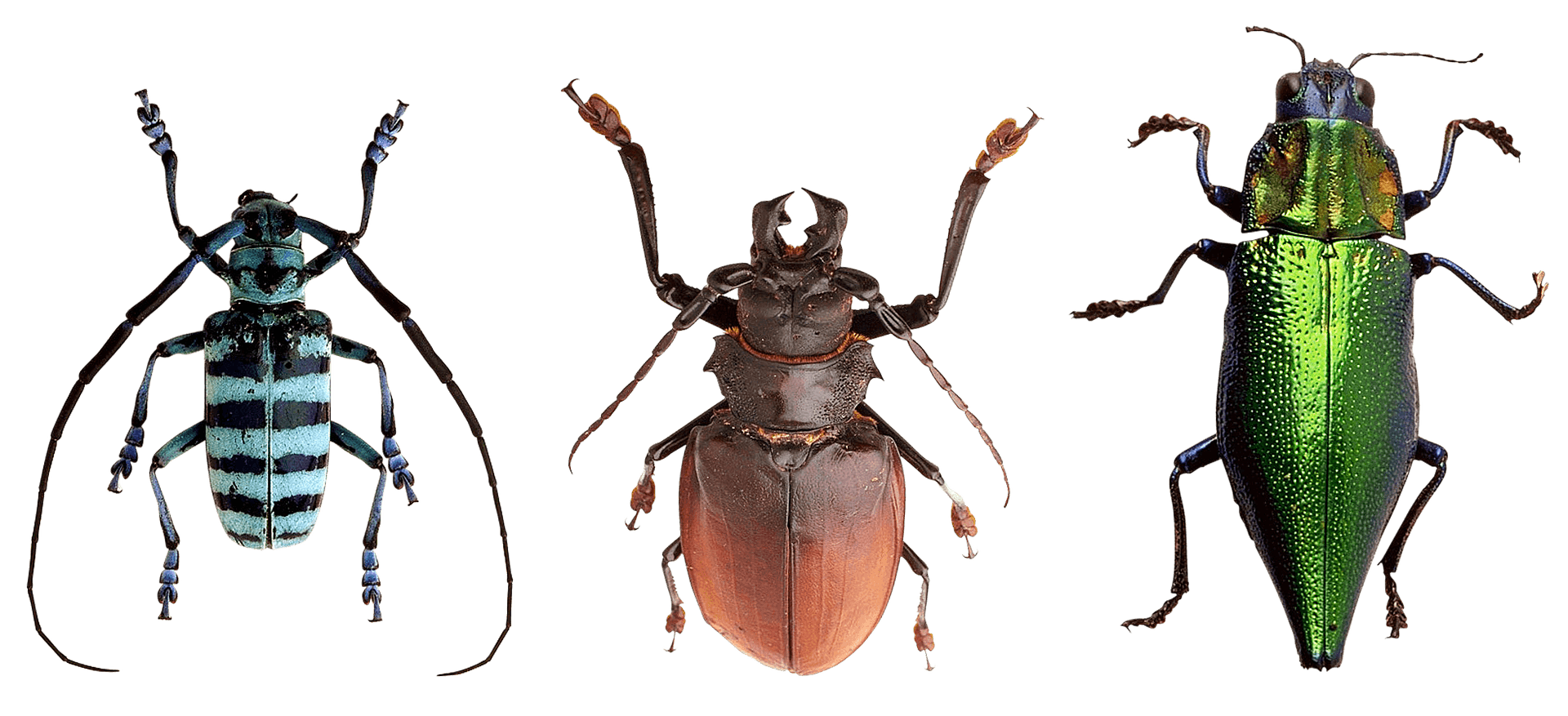 Variety_of_ Beetles PNG image