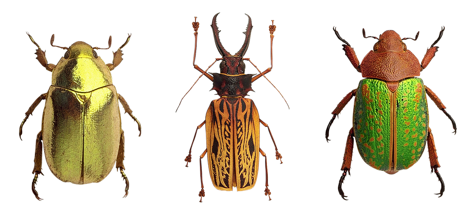 Variety_of_ Beetles PNG image