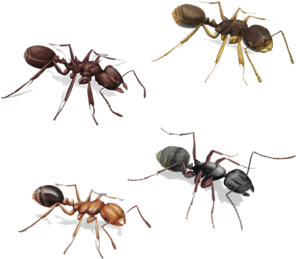 Varietyof Ants Illustration PNG image