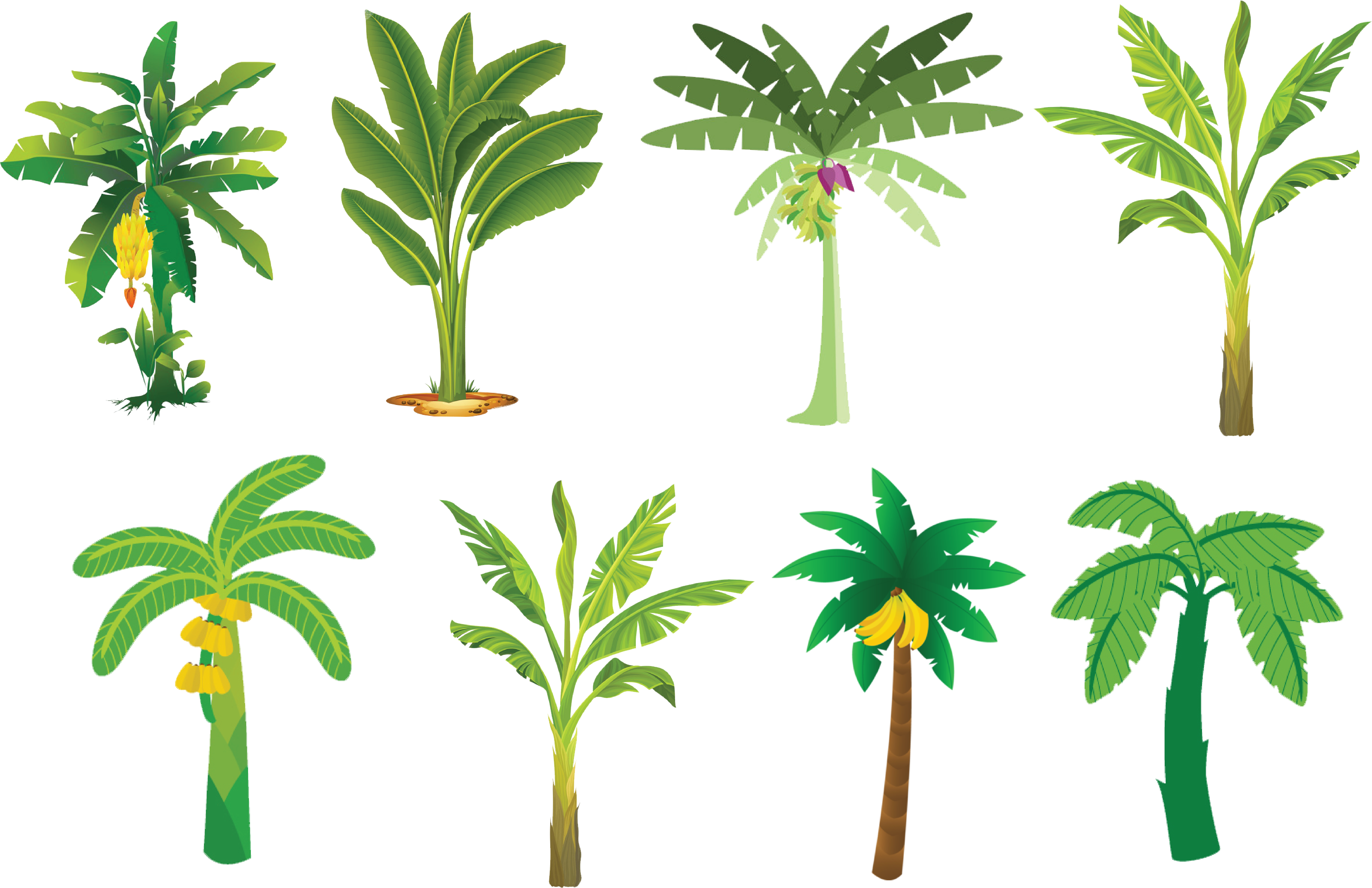 Varietyof Banana Trees Illustration PNG image