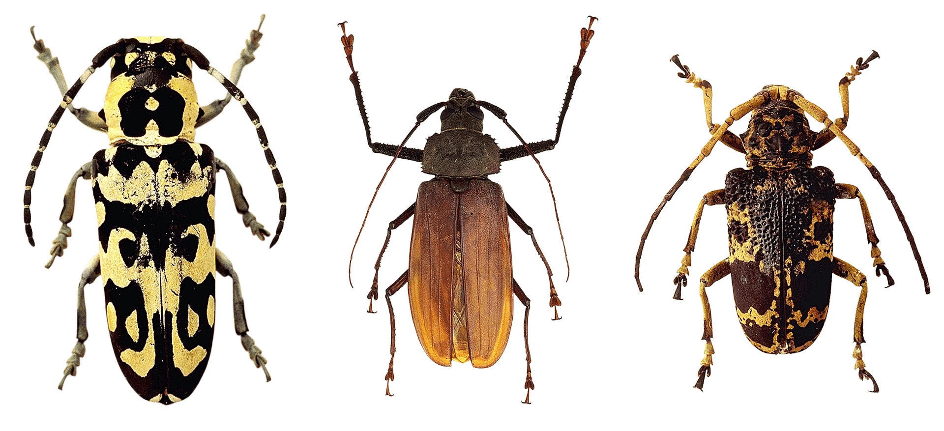 Varietyof Beetles Display PNG image