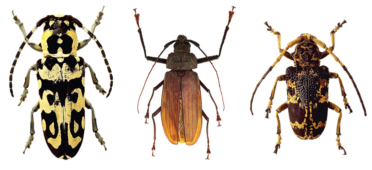 Varietyof Beetles Showcase PNG image