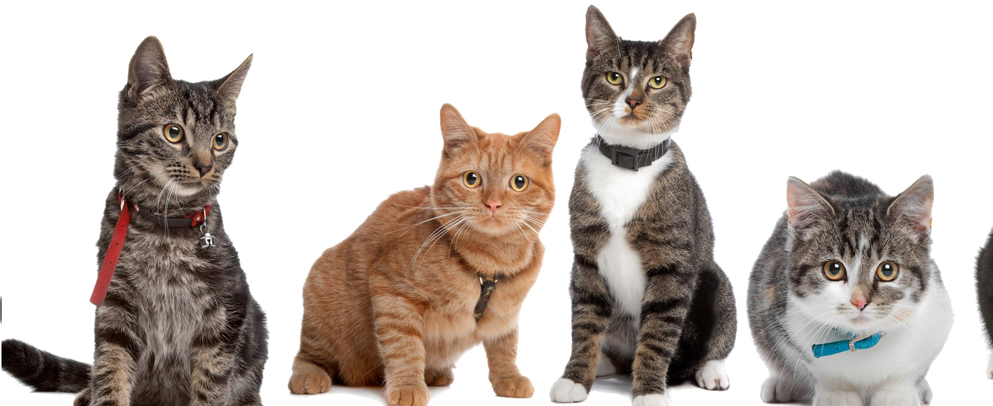 Varietyof Cats Posing PNG image