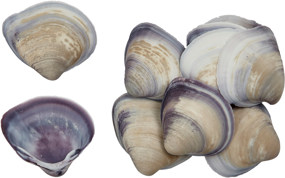 Varietyof Clam Shells PNG image