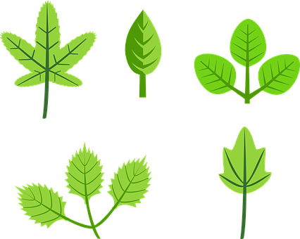 Varietyof Green Leaves Illustration PNG image