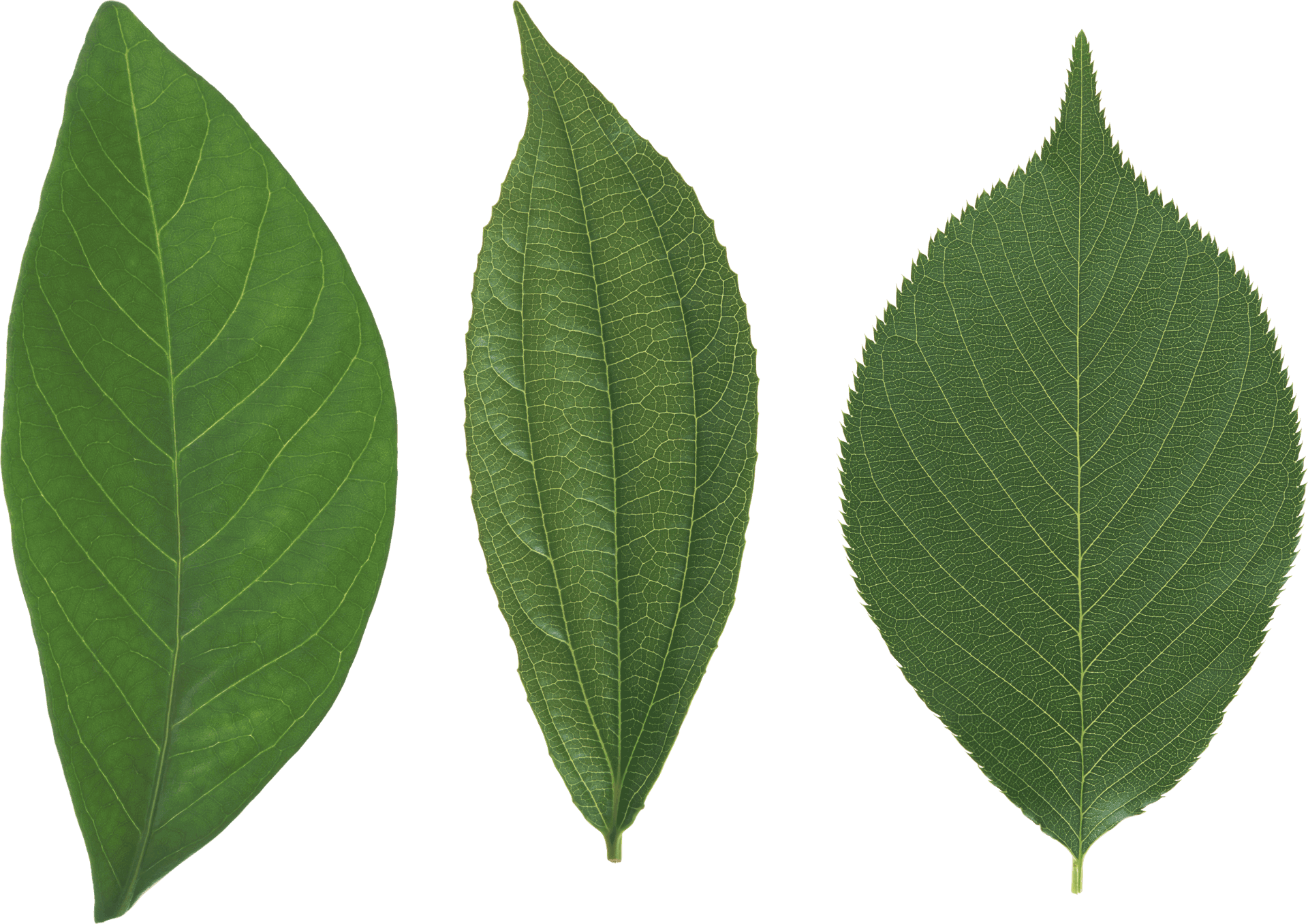 Varietyof Green Leaves PNG image