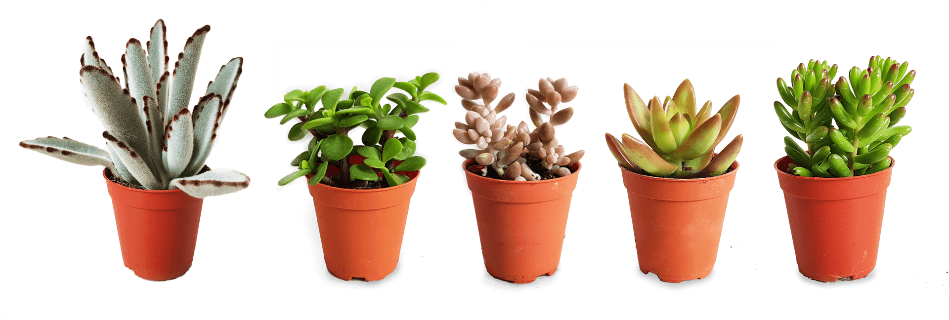 Varietyof Succulentsin Pots PNG image