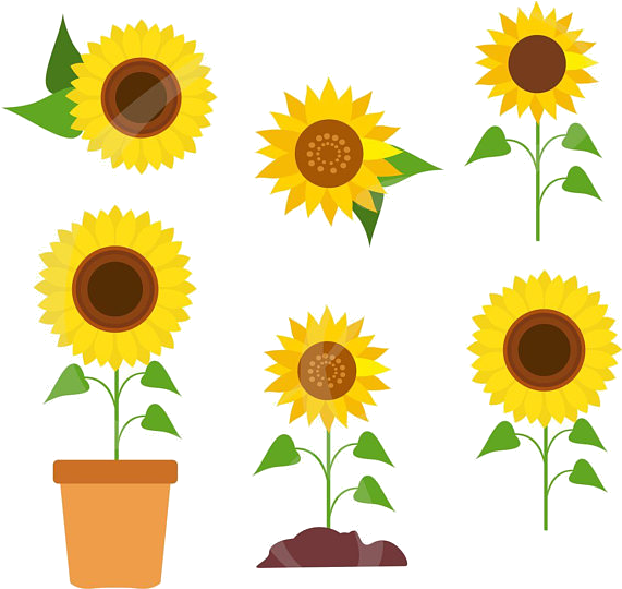 Varietyof Sunflowers Clipart PNG image