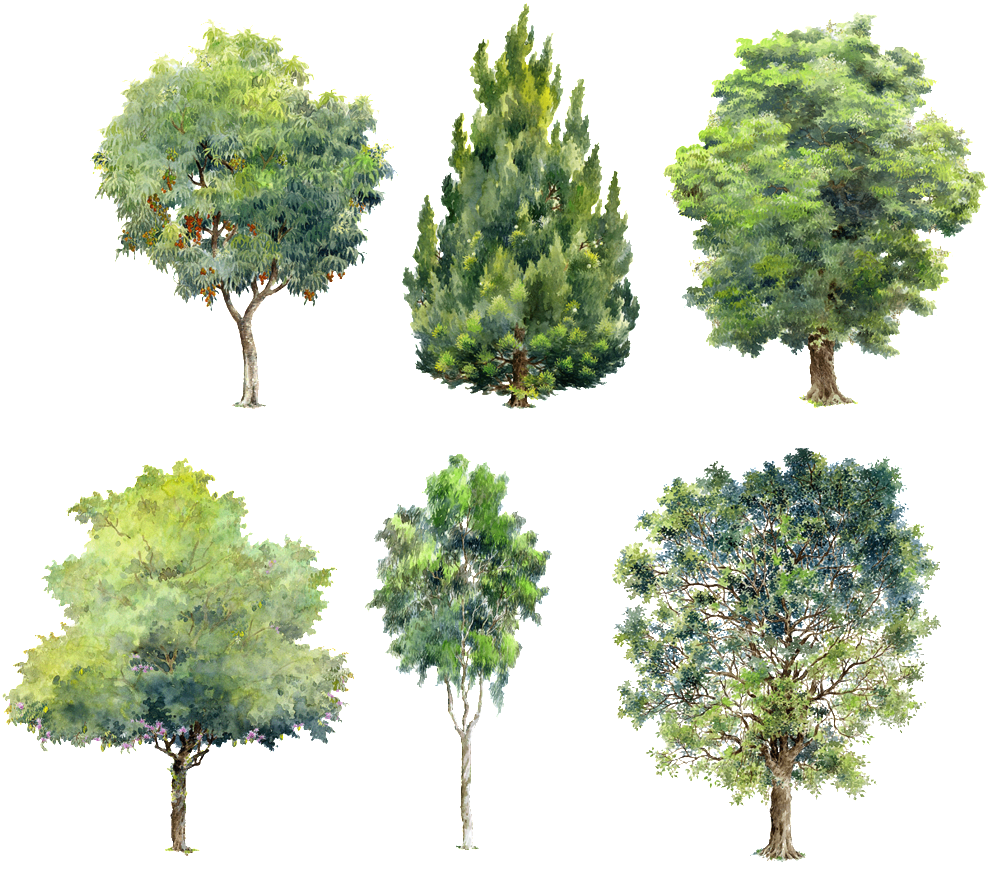 Varietyof Trees Watercolor Illustrations PNG image