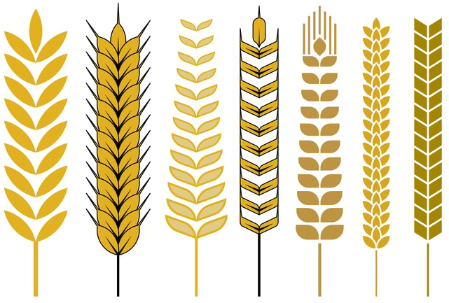 Varietyof Wheat Ears Vector Illustration PNG image