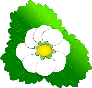 Vector Style White Flower Illustration PNG image