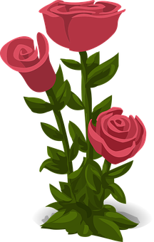 Vector Trioof Pink Roses PNG image